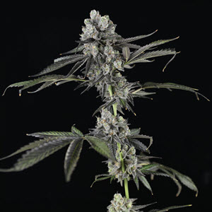 Tres Grapes Sky Autoflowering Cannabis
