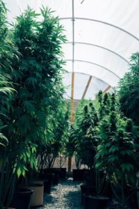 indoor cannabis cultivation