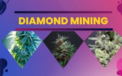 Let’s Go Diamond Mining!