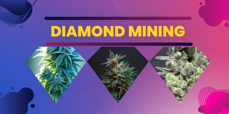 Cannabis Diamond Mining