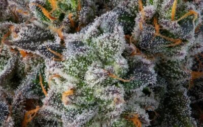 Why Cannabis Genetics Matter More Than Ever in Modern Cultivation