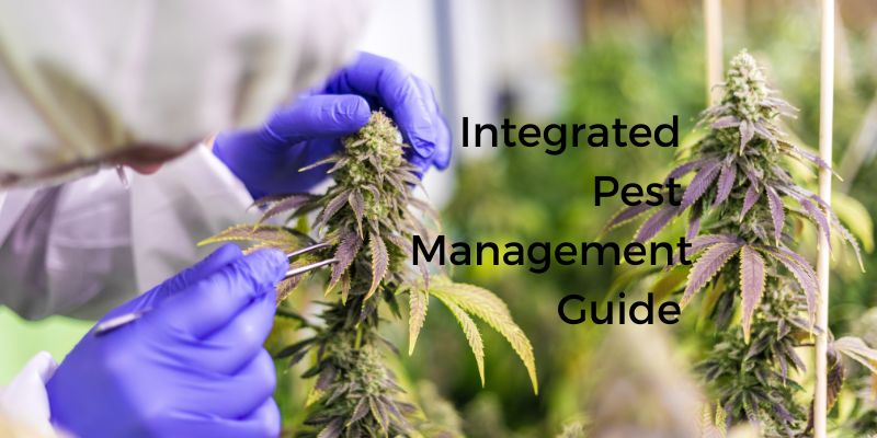 Integrated Pest Management (IPM) Guide