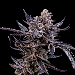 Mosca Leche feminized weed