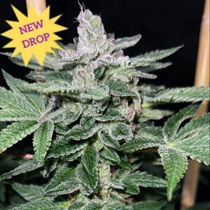 Raspberry Boogie S2 Feminized Cannabis Seeds