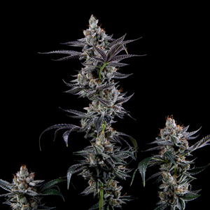 Tarta Bomba photoperiod regular cannabis