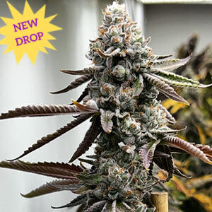New cannabis seed Pineapple Punk