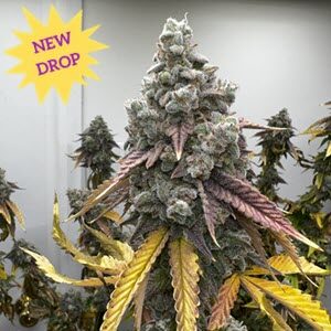 new feminized cannabis seed Pineapple Whip S1