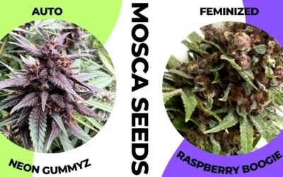 Autoflower vs. Feminized Seeds: Whatâ€™s the Difference?