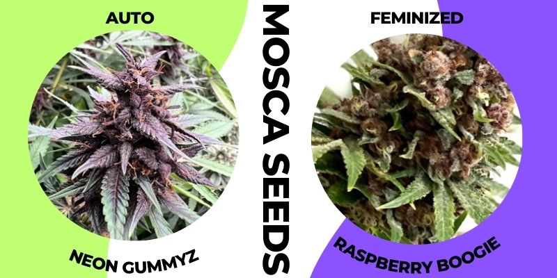 autoflowering and feminized cannabis differences