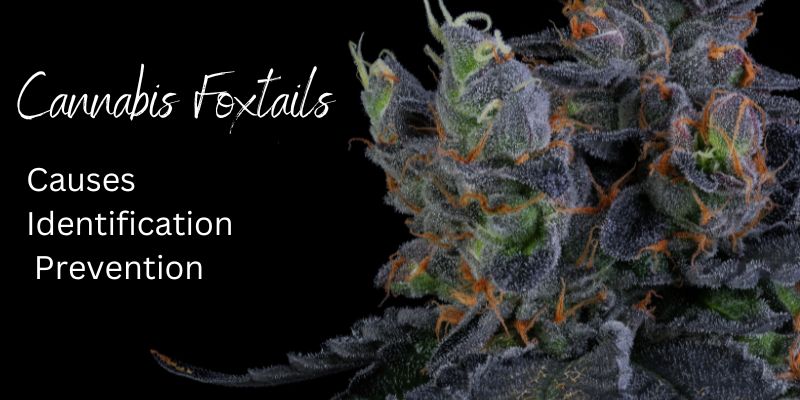 Cannabis Foxtails Explained: Causes, Identification, and Prevention