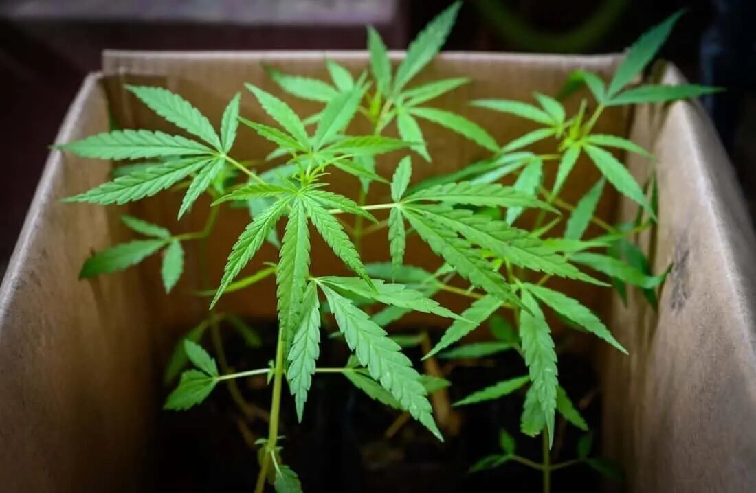 DIY grow cannabis tent