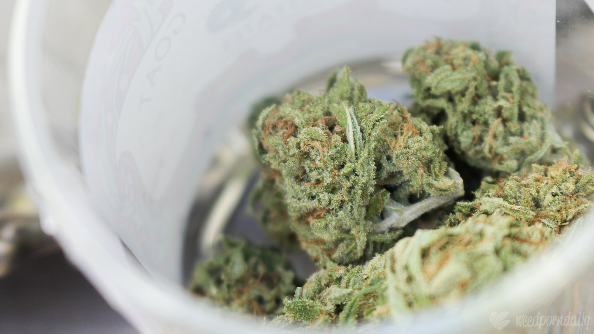 Nevada increased cannabis possession
