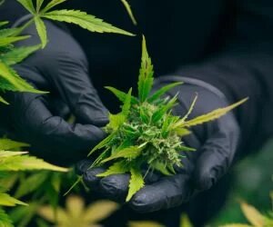 growing cannabis vertically