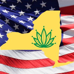 new york cannabis licensing