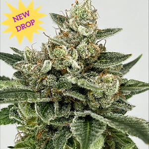 Zerum Fem Cannabis Seeds