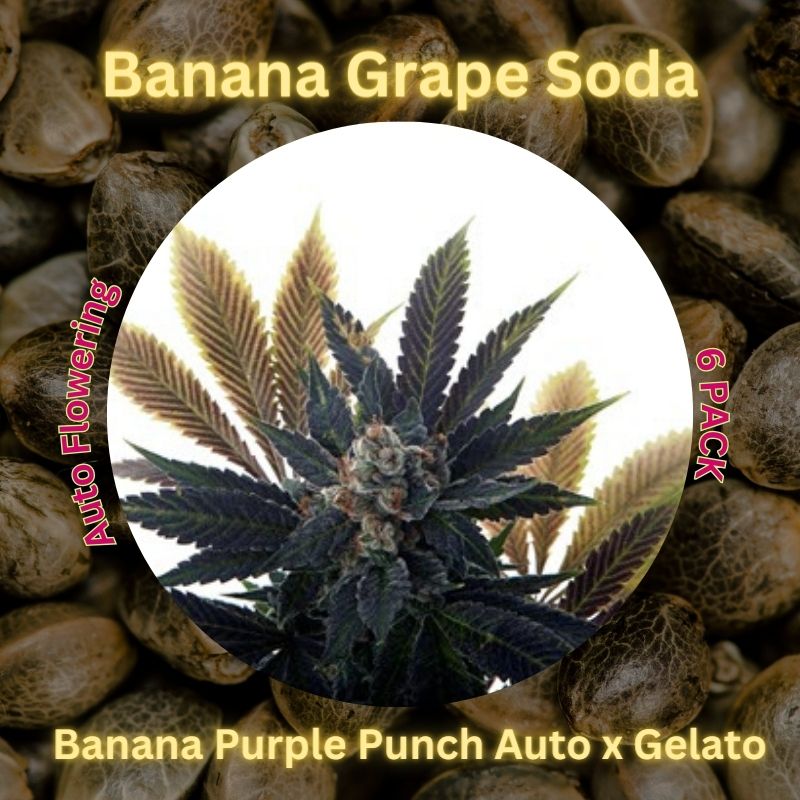 Banana Grape Soda Cannavis seeds