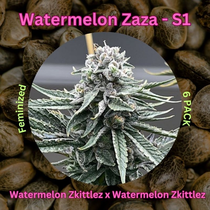 Watermelon Zaza - S1 Feminized Cannabis Seeds