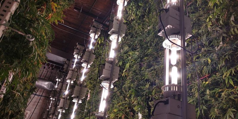 How To Growing Cannabis Vertically