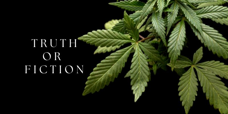 Dispelling Common Marijuana Myths