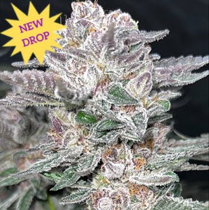 Mind Reaper BX-1 Female Cannabis Seeds