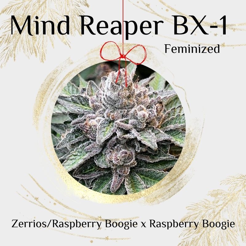 Mind Reaper BX1 Feminized Cannabis Seeds