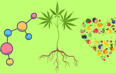 Is There a Difference Between Cannabinoids and Terpenes?