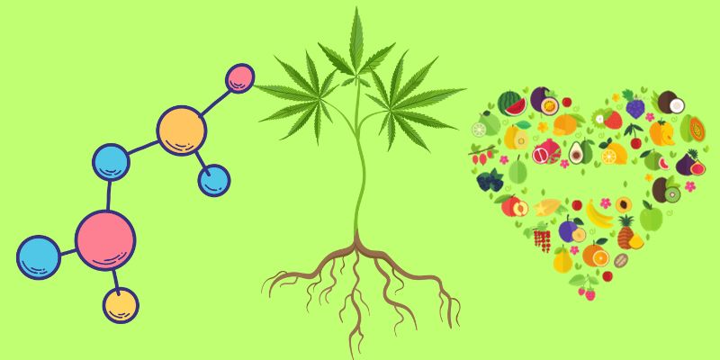 Difference Between Cannabinoids and Terpenes
