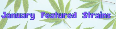 Mosca Seeds - Cannabis Seeds - Grow Your Own Weed