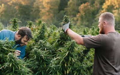 Maximizing Yields with Cannabis Defoliation: A Step-by-Step Guide
