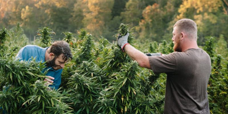 Maximizing Yields with Cannabis Defoliation: A Step-by-Step Guide