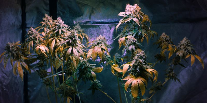 Go Big with Indoor Cannabis Cultivation
