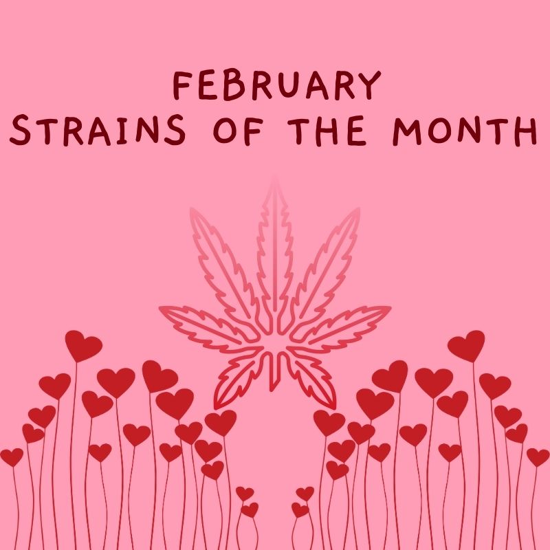 february cannabis strains of the month