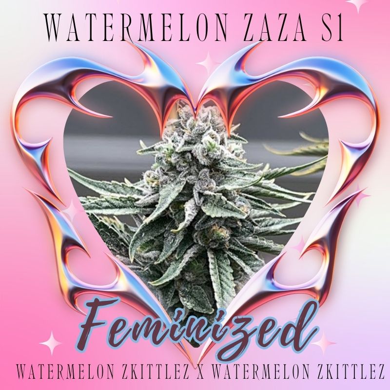 watermelon zaza feminized cannabis