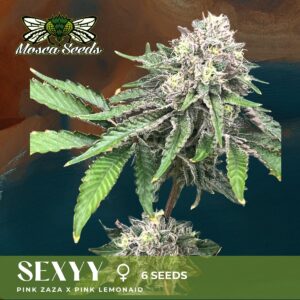 Feminized Cannabis seeds for sale