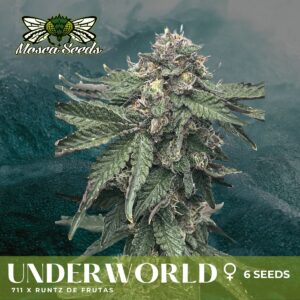 Mosca Seeds Underworld Feminized Cannabis