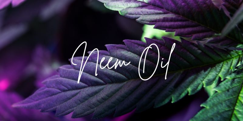 Using Neem Oil for cannabis