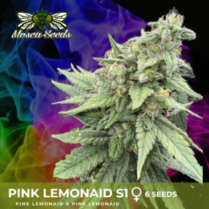 Pink-lemonaid s1 feminized cannabis seeds