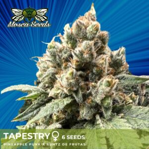 Feminized Cannabis Seeds Tapestry Mosca Seeds
