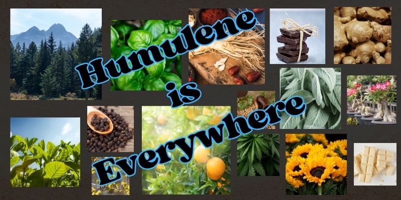 Unveiling Humulene: The Terpene with Earthy Powers