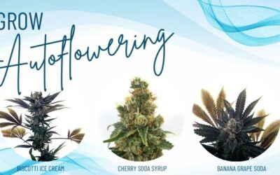 Growing Autoflowering Cannabis: Easy Peasy