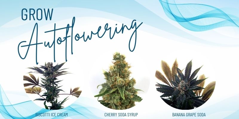 Growing Autoflowering Cannabis