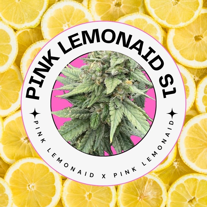 Mosca Pink LemonAid S1 Cannabis seeds