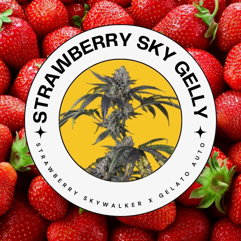 Mosca Seeds Strawberry Sky Gelly Feminized Autoflower