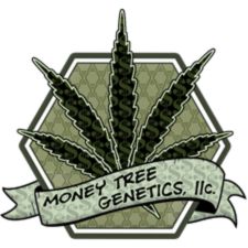 Buy Cannabis seeds at MoneyTree Genetics in Chicago Illinois