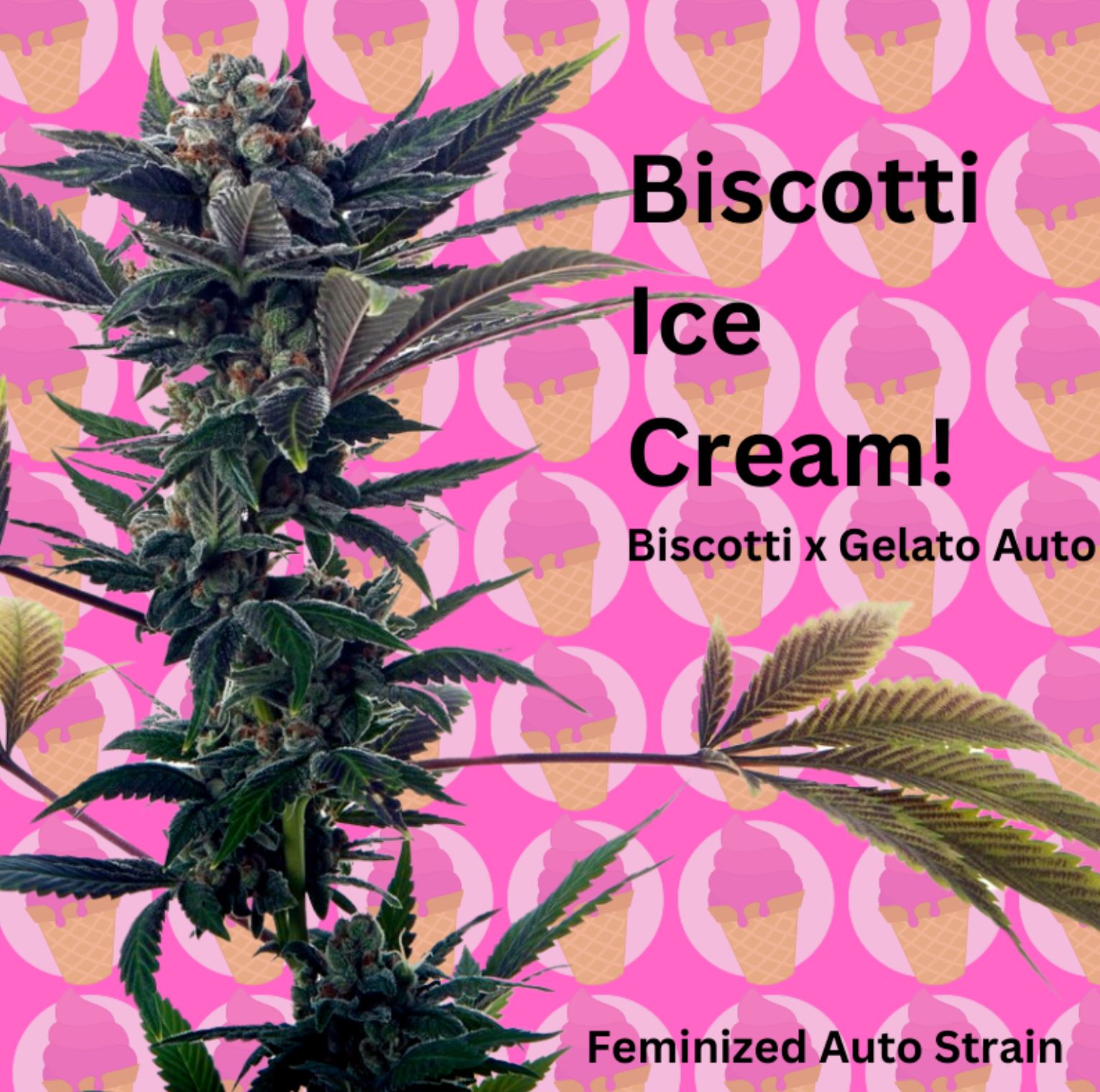 Banana Grape Soda Cannavis seeds