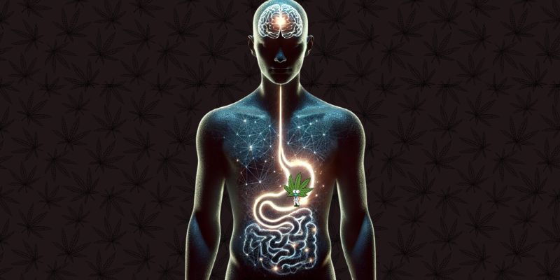 Does Cannabis Help With Stomach Issues?