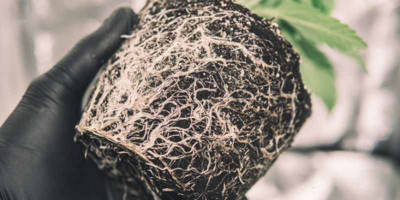 Fix Root-Bound Cannabis Plants