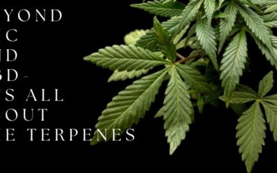 Terpenes: The Flavorful Foundation of Cannabis