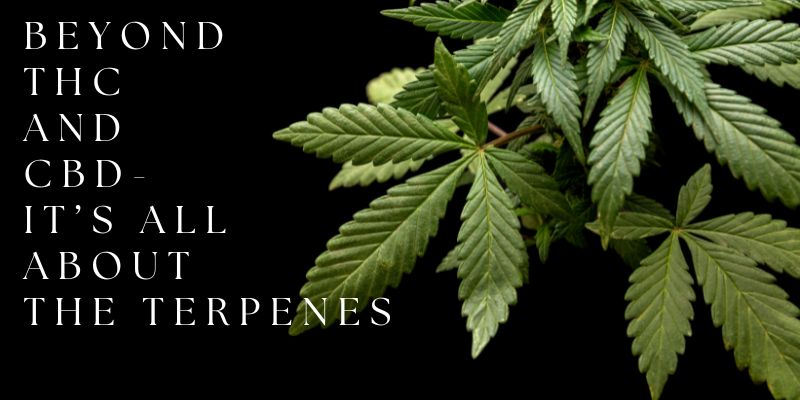 Weed with cannabis terpenes.