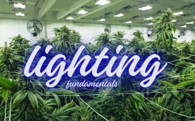 Cannabis Lighting Fundamentals: LED vs. HPS vs. CMH